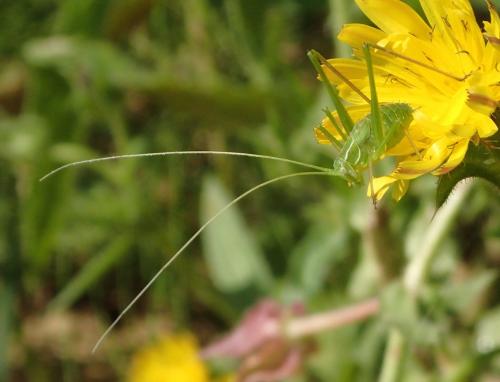 Tylopsis lilifolia